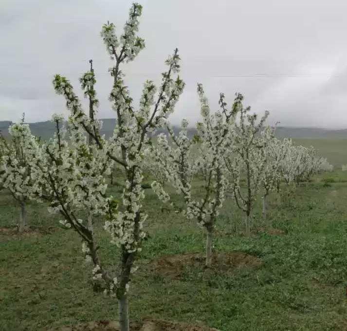 apples from Turkmenistan