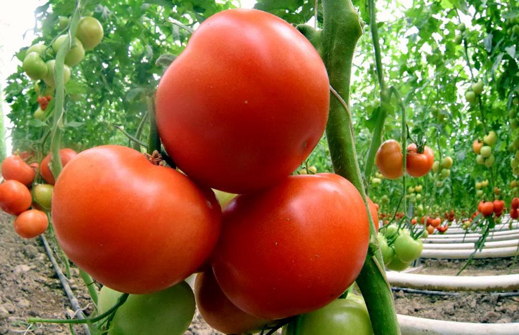 tomatoes from TM