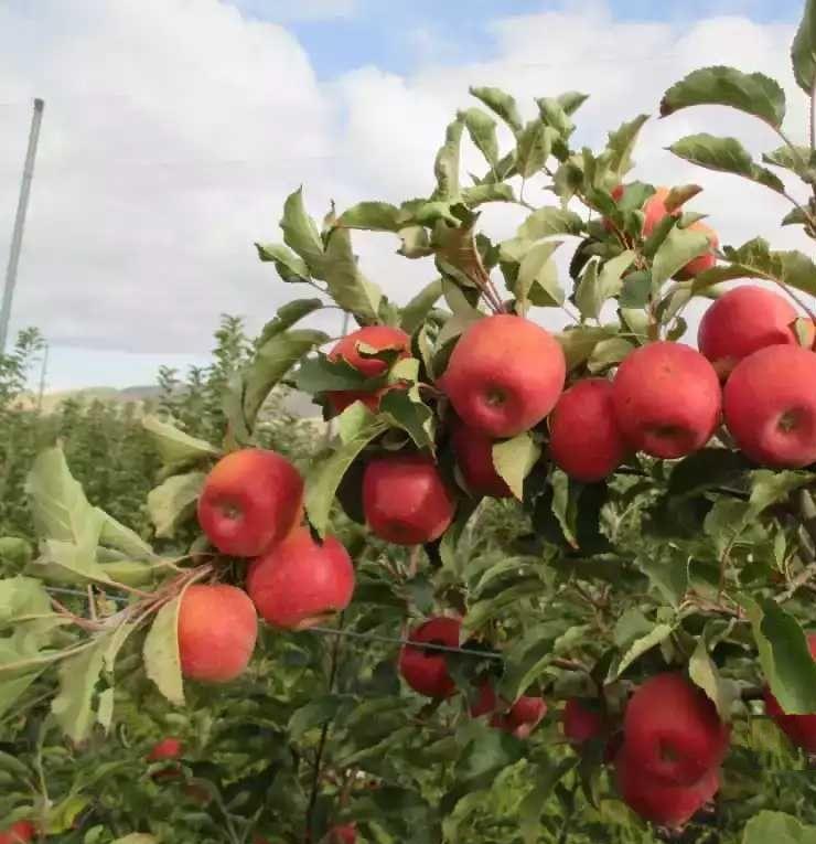 apples from Turkmenistan