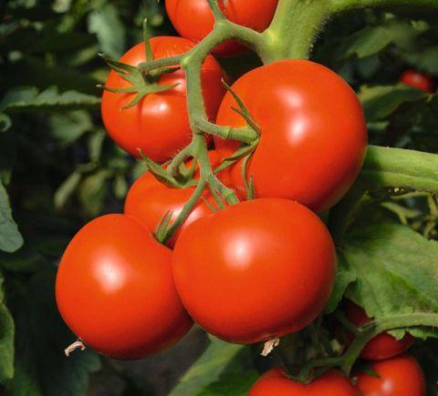 tomatoes from Turkmenistan